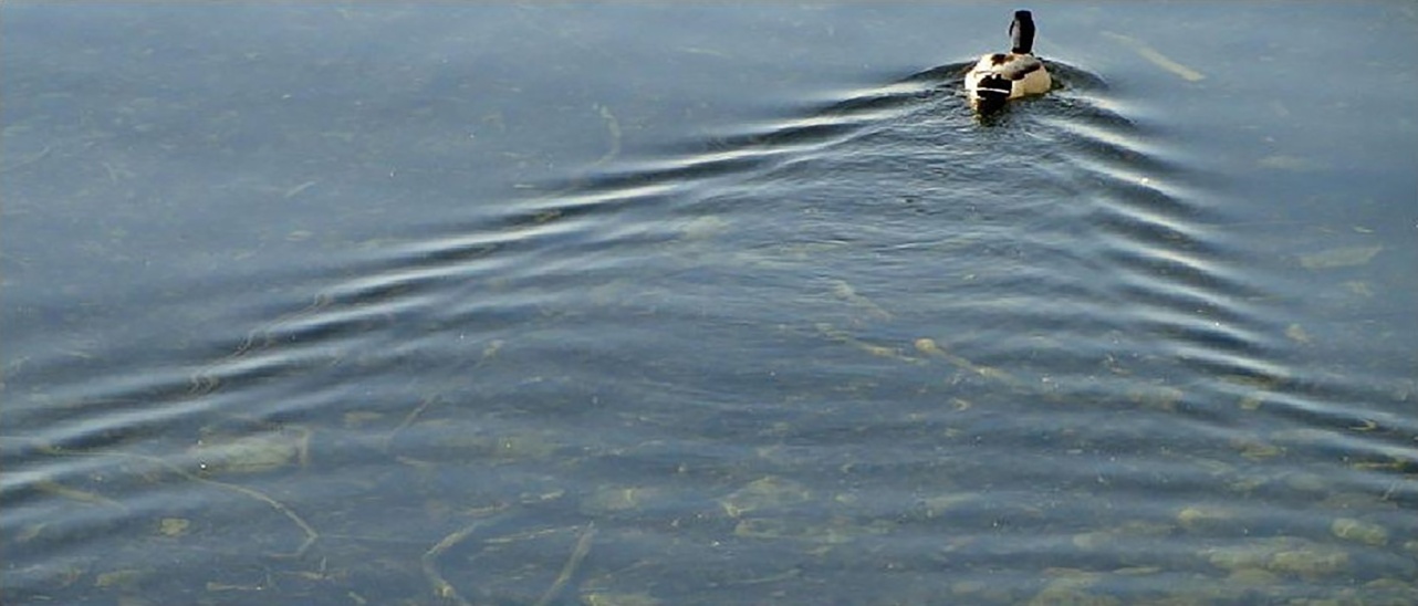 Ente_gross
